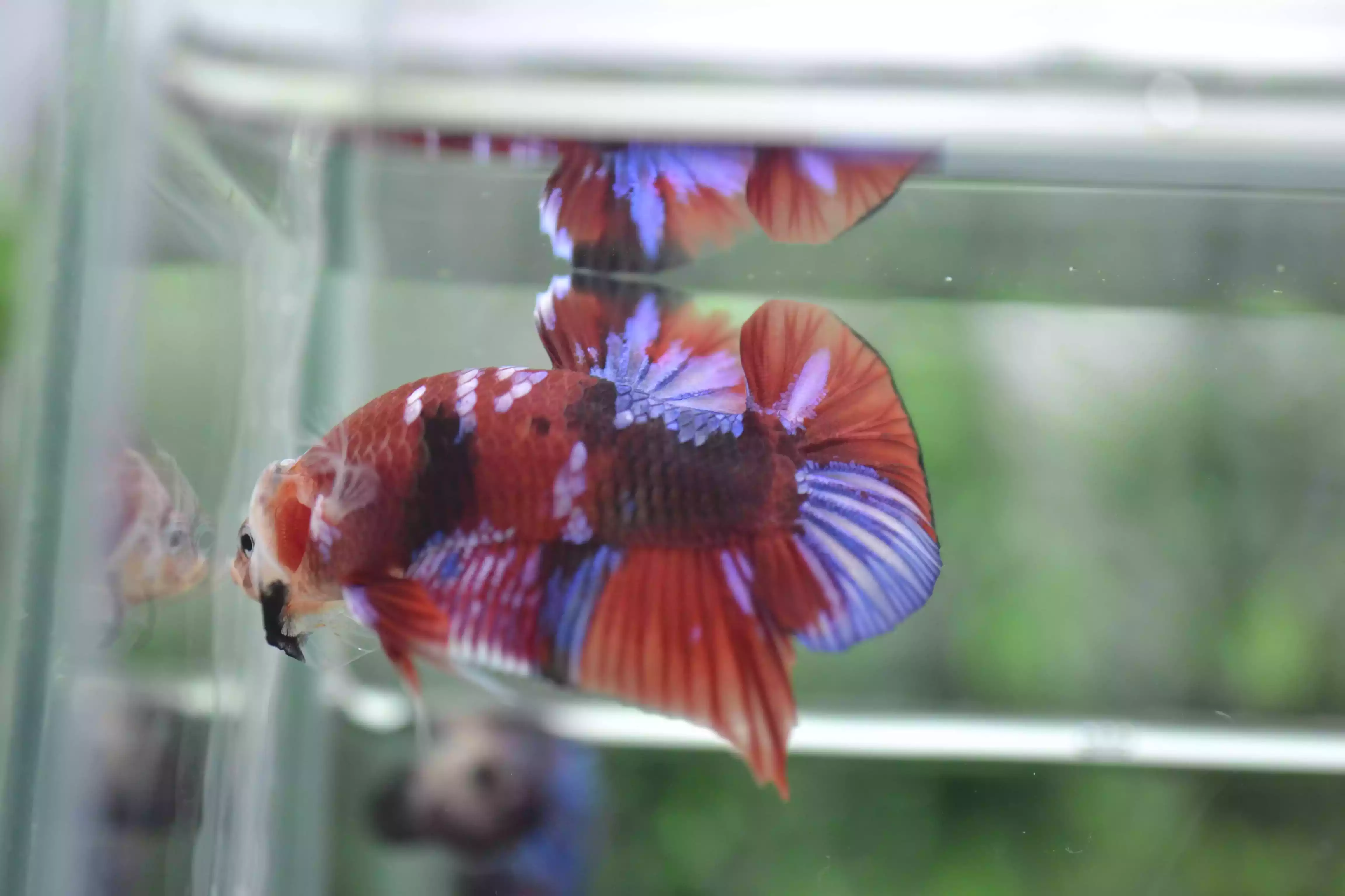Ikan Cupang PK Koi