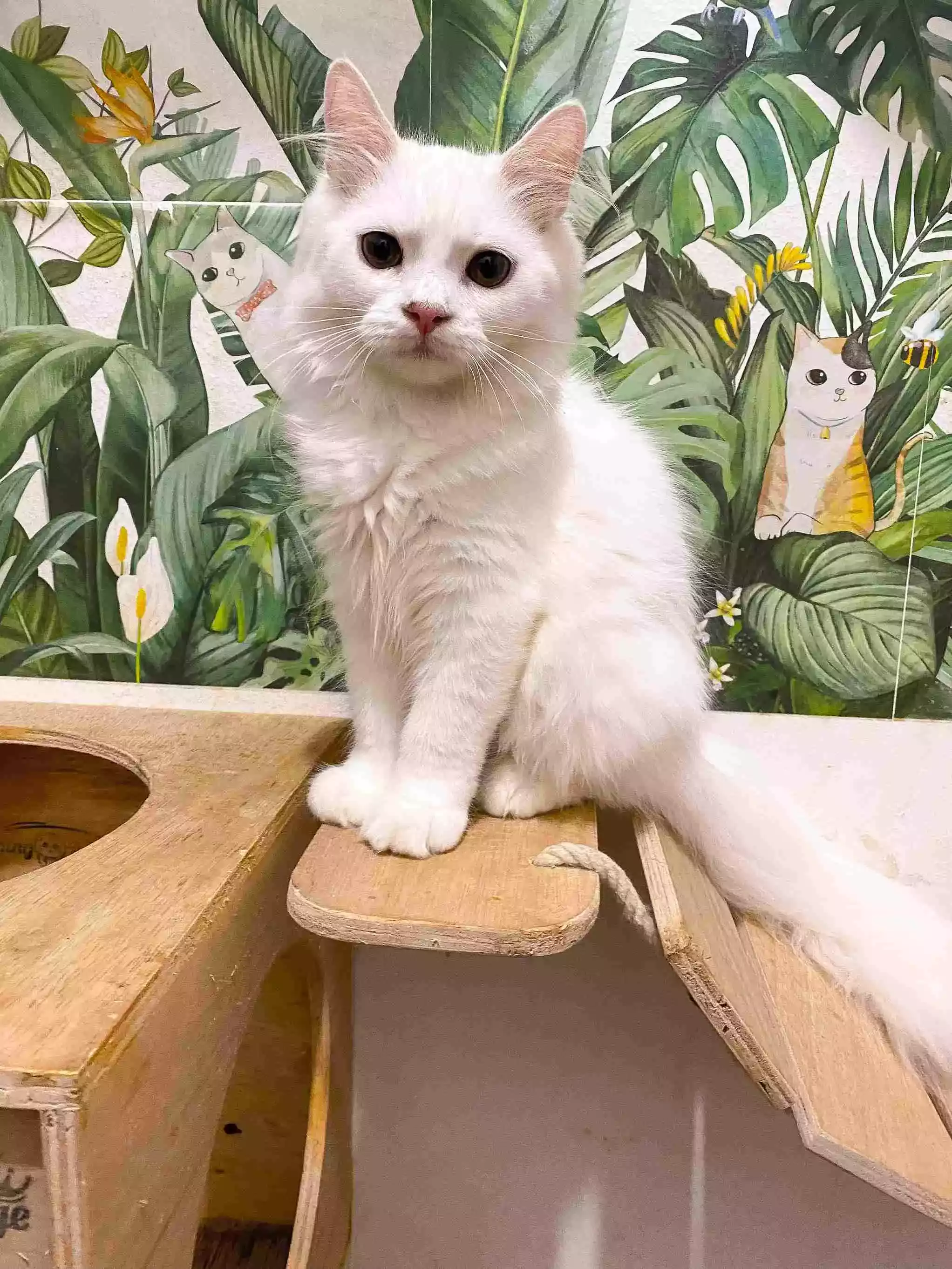 Kucing Persia Putih Full Bersih Aktif Bulu Lebat