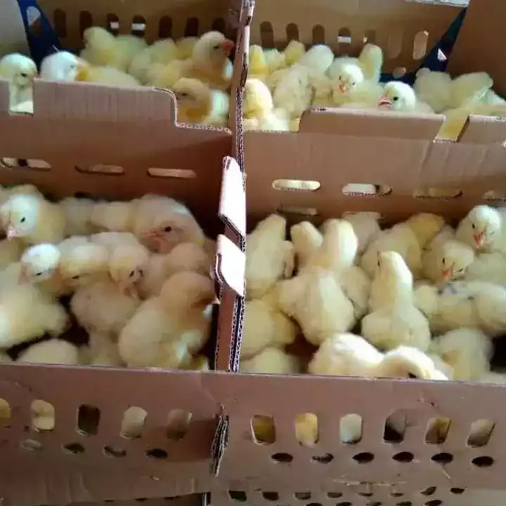 DOC Ayam Pejantan