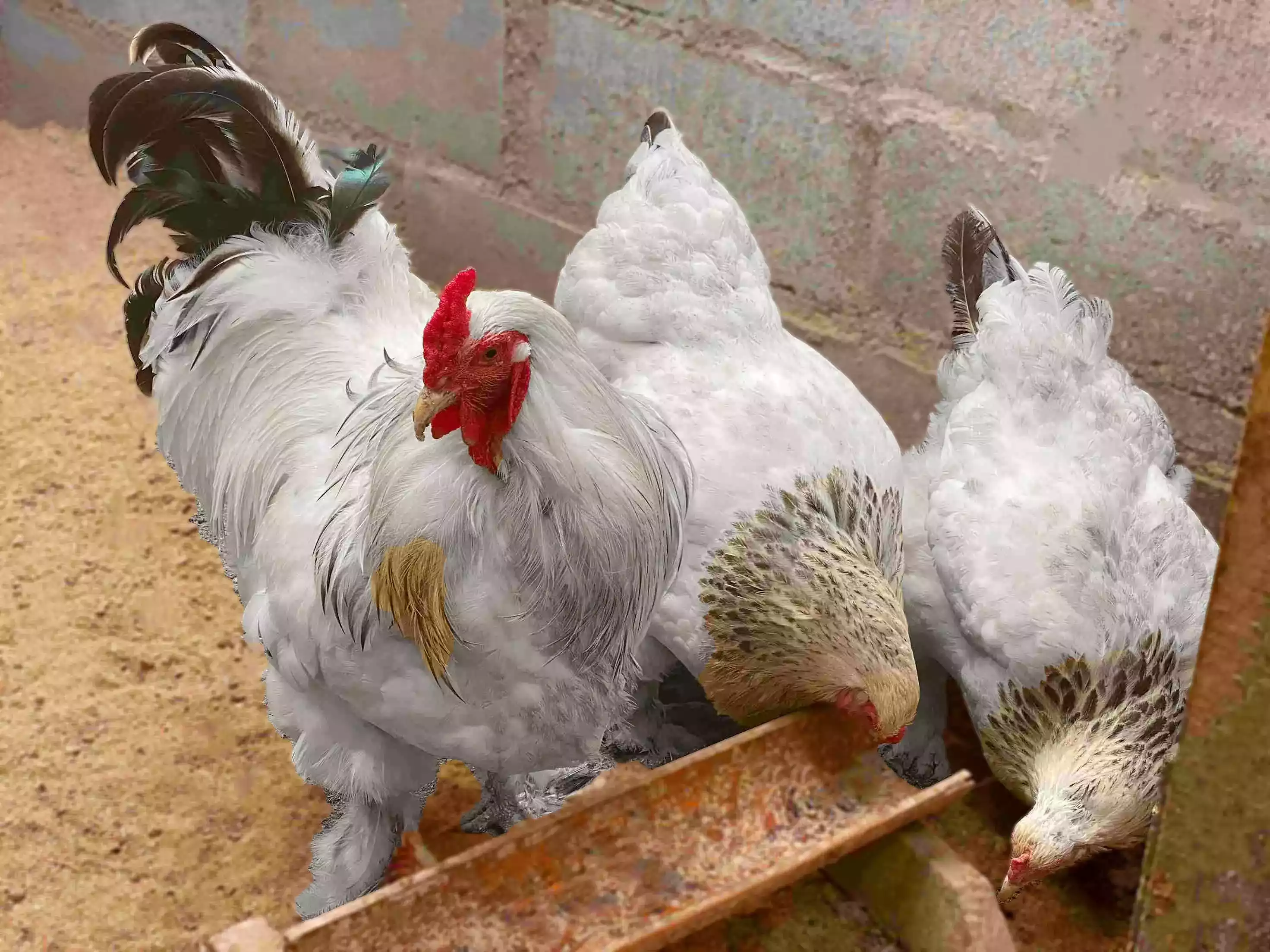 Ayam Brahma