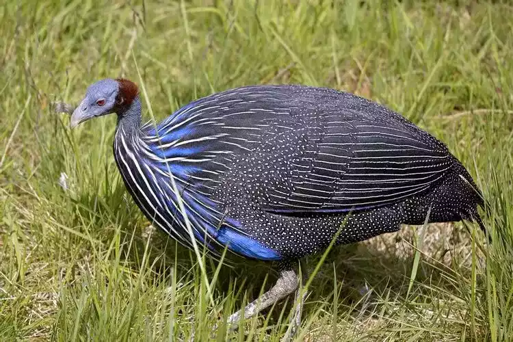 Ayam Vulturine Guinea Fowl