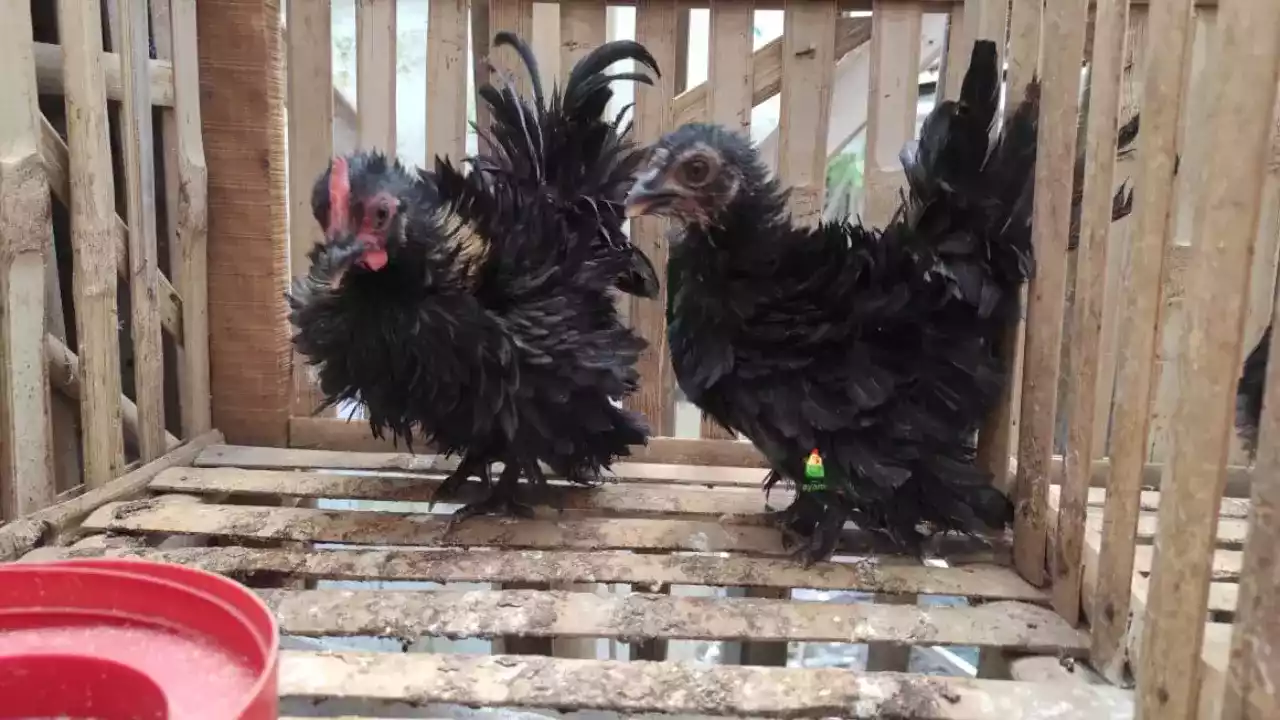 Ayam Kate Walik