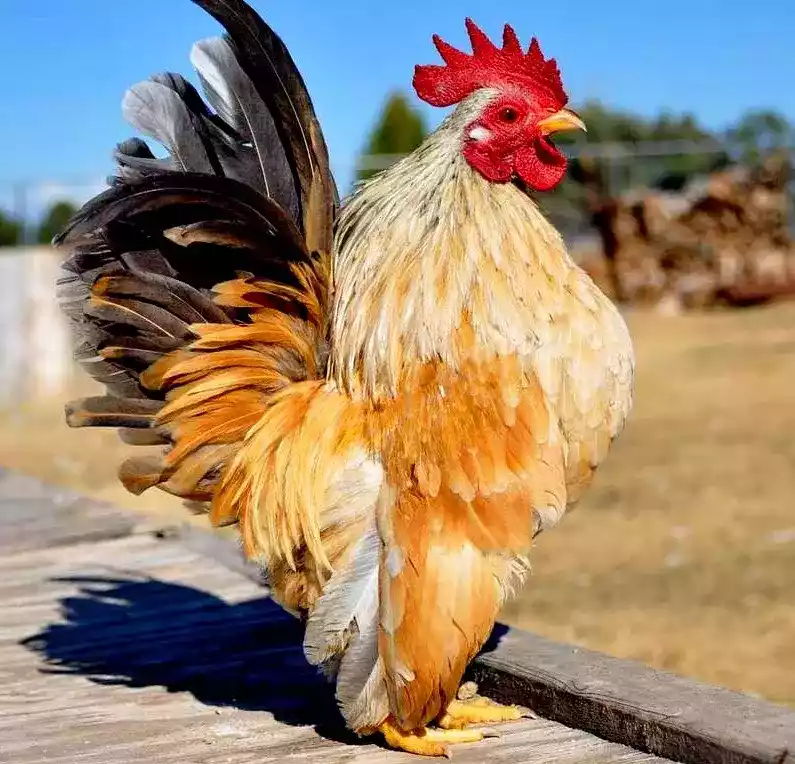 Ayam Serama
