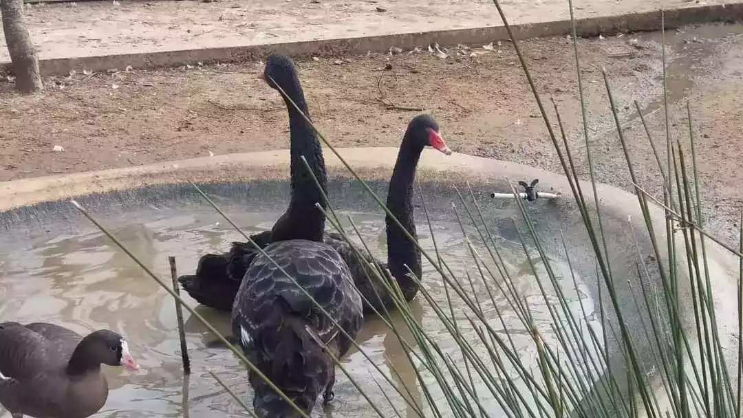 Angsa Black Swan