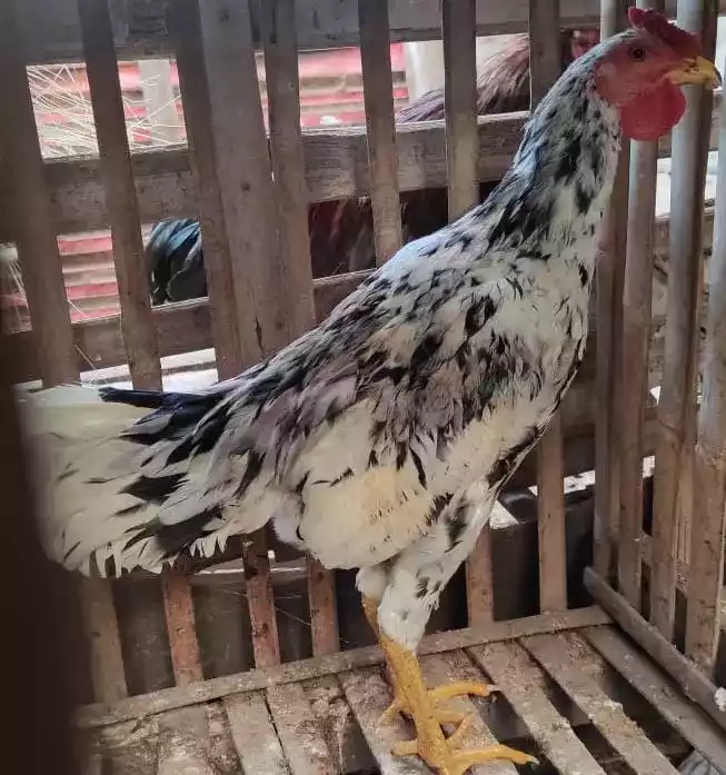 Ayam Ketawa