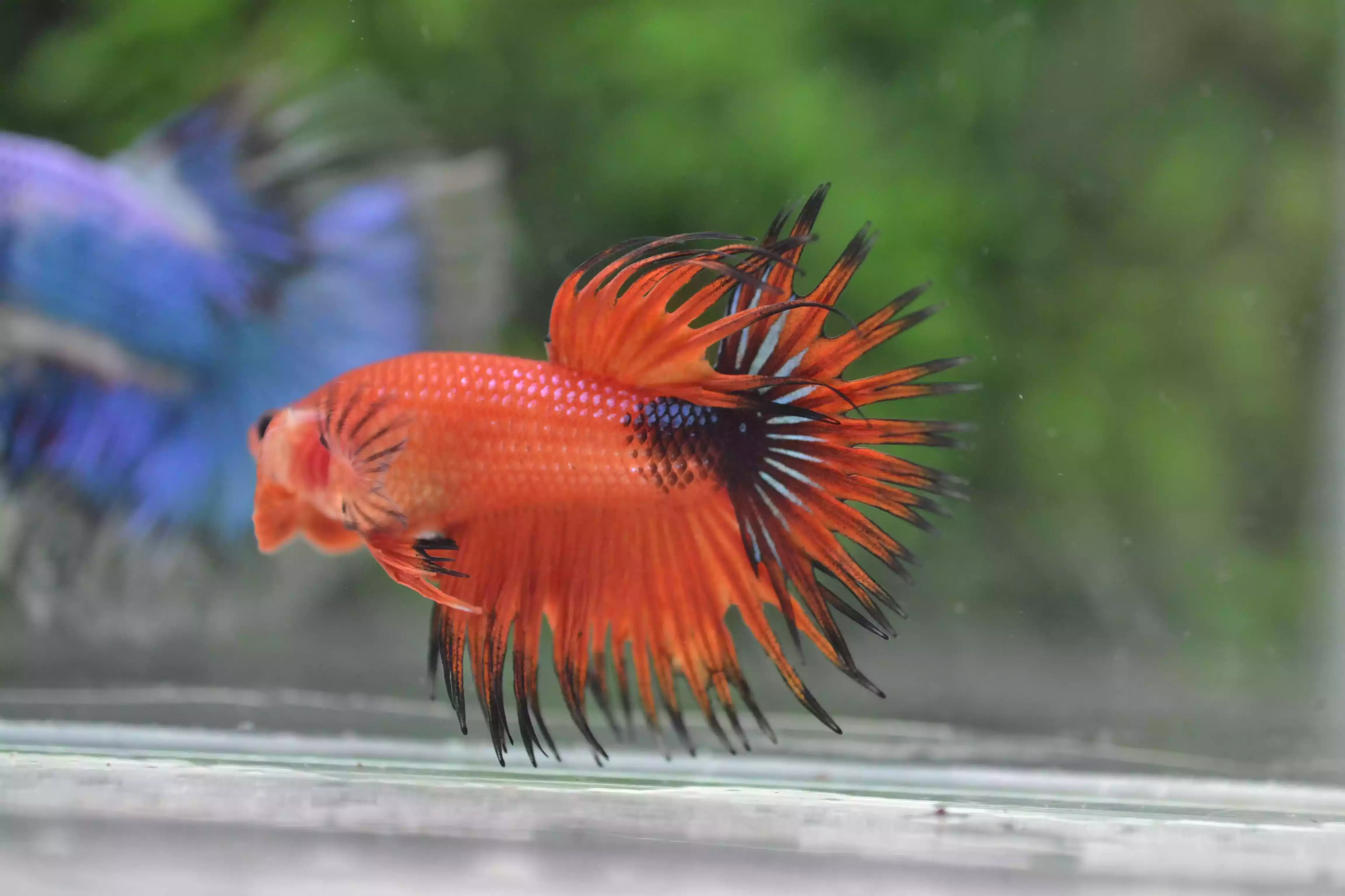 Ikan Cupang Crowntail Fancy