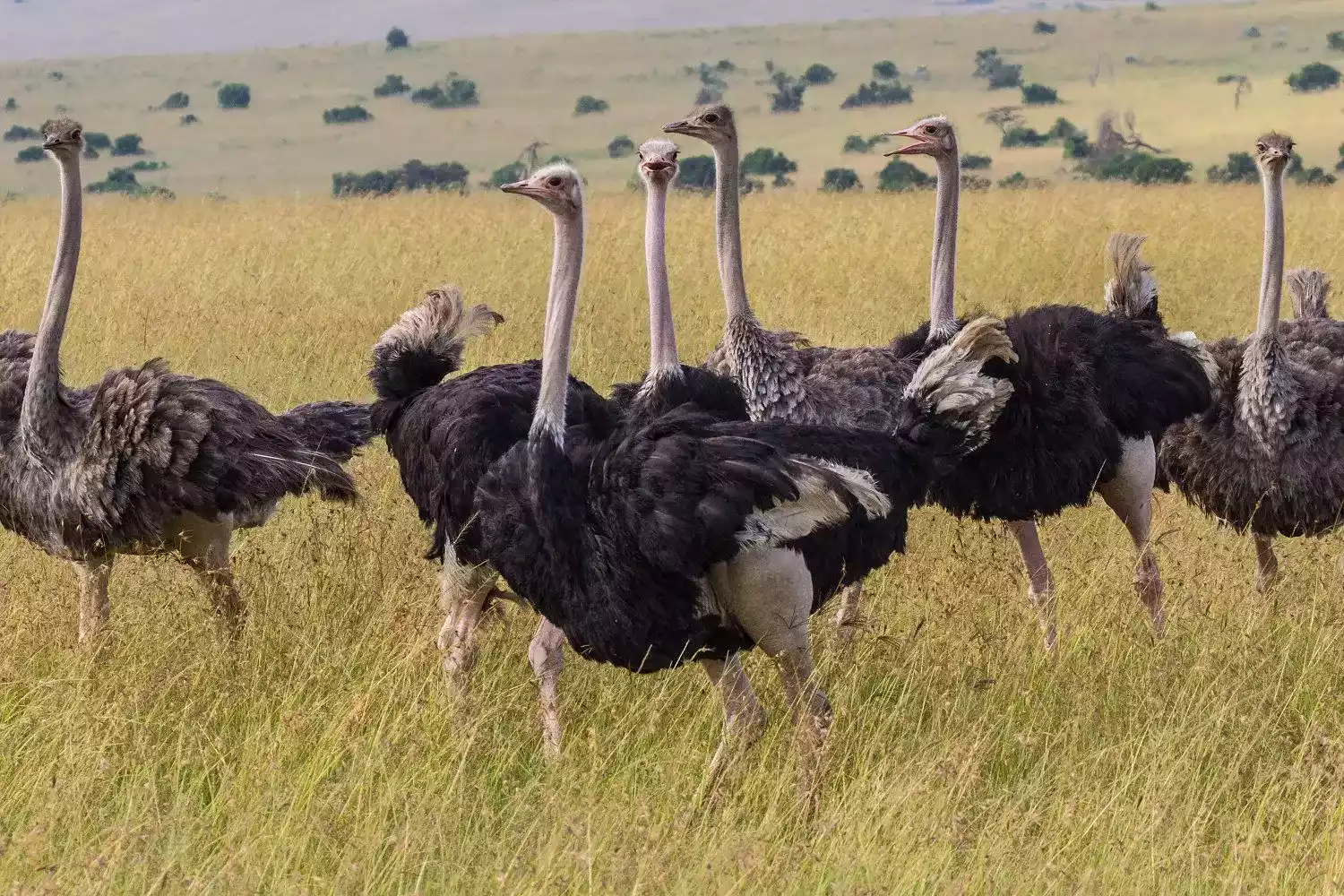 Burung Unta