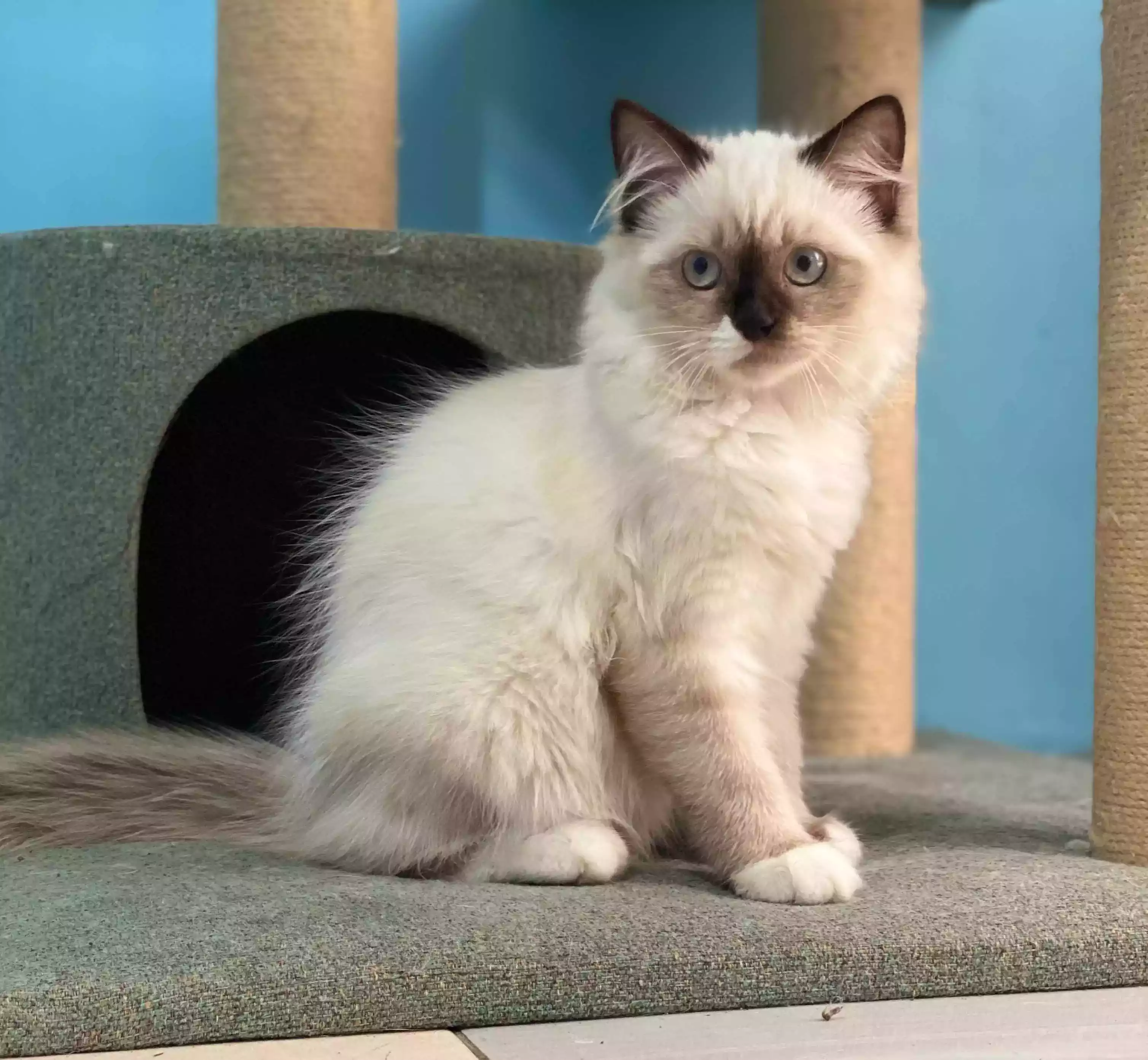 Kucing Himalaya