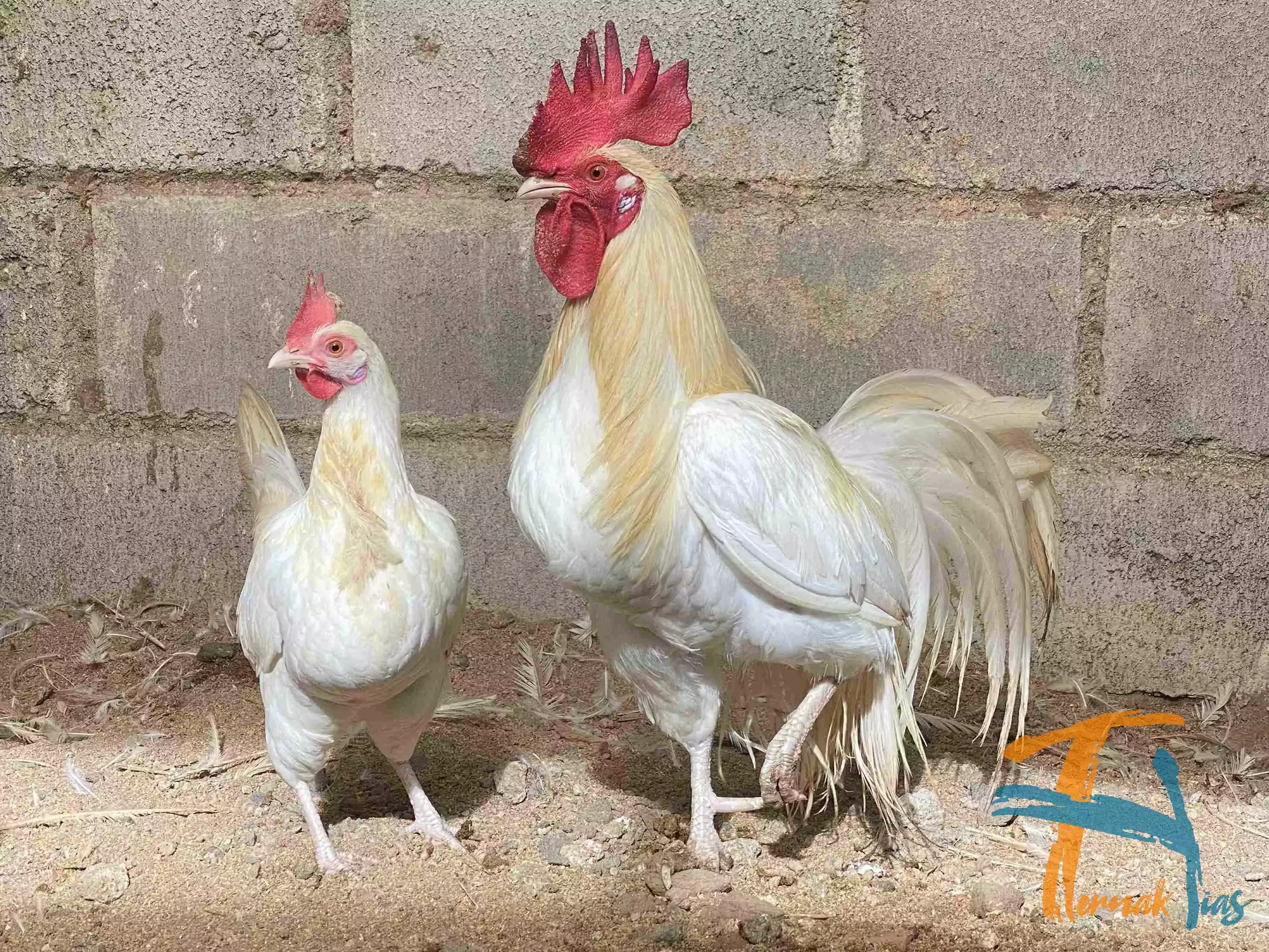 Ayam Onagadori