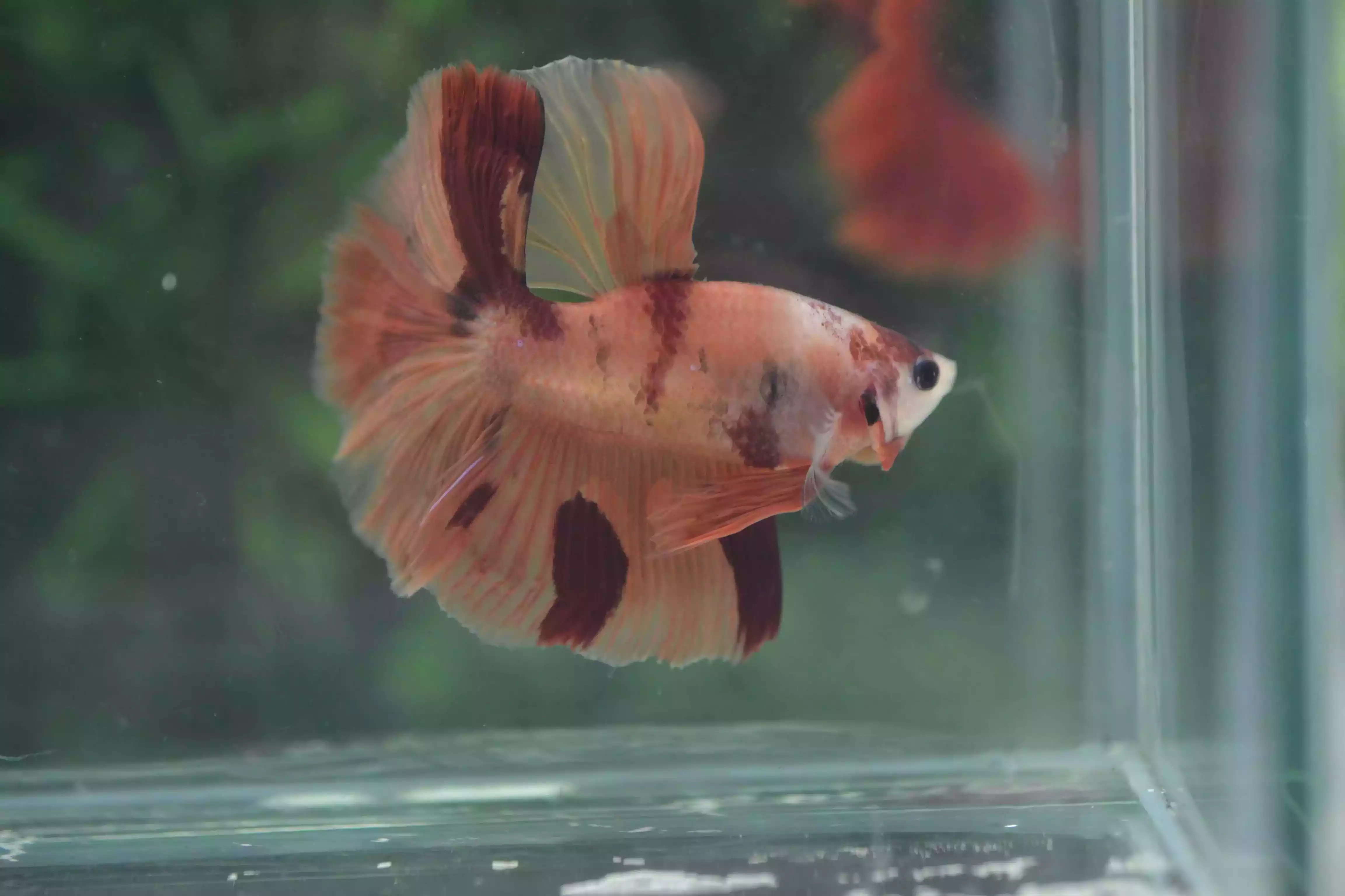 Ikan Cupang Halfmoon Nemo