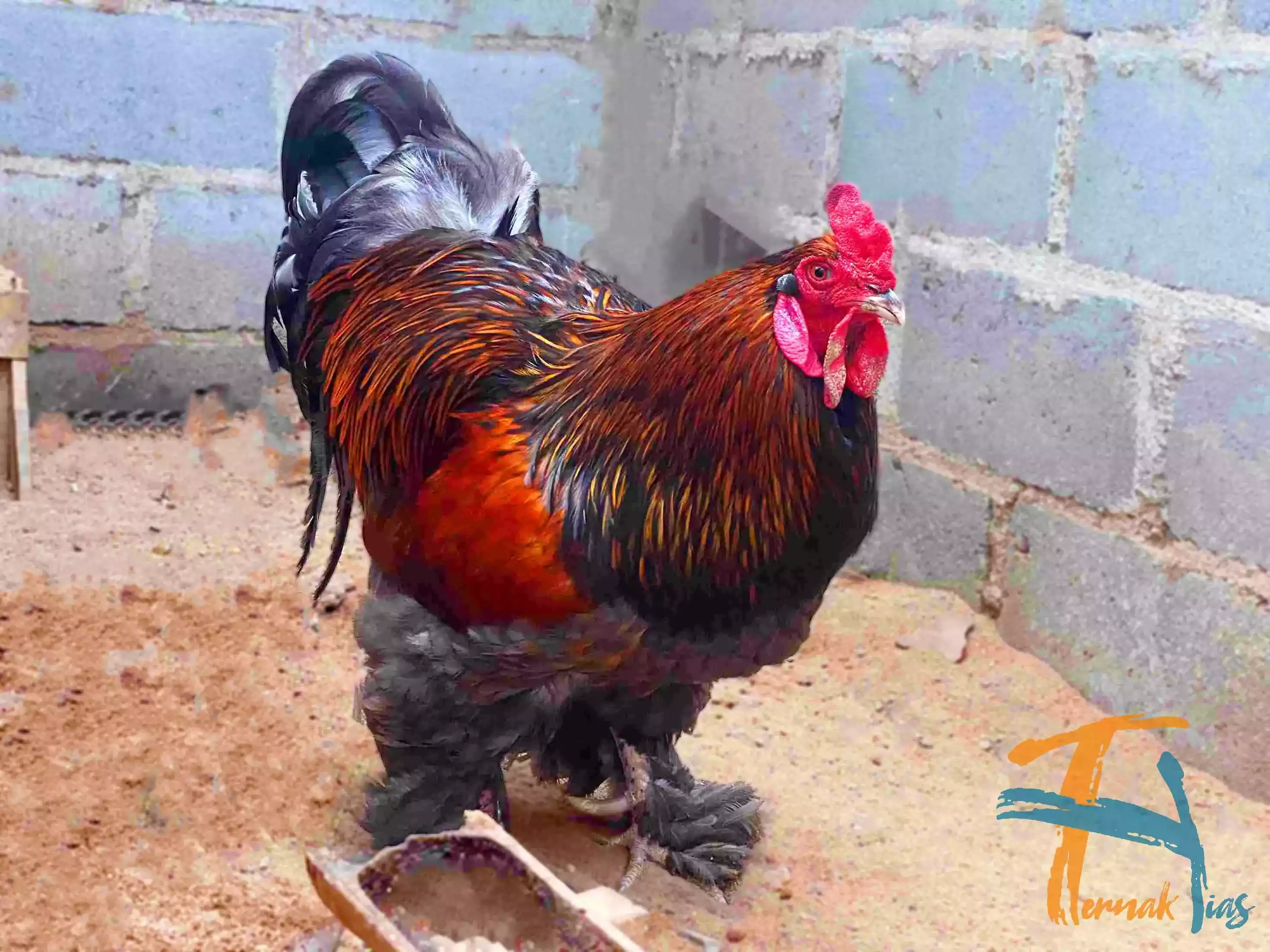 Ayam Brahma