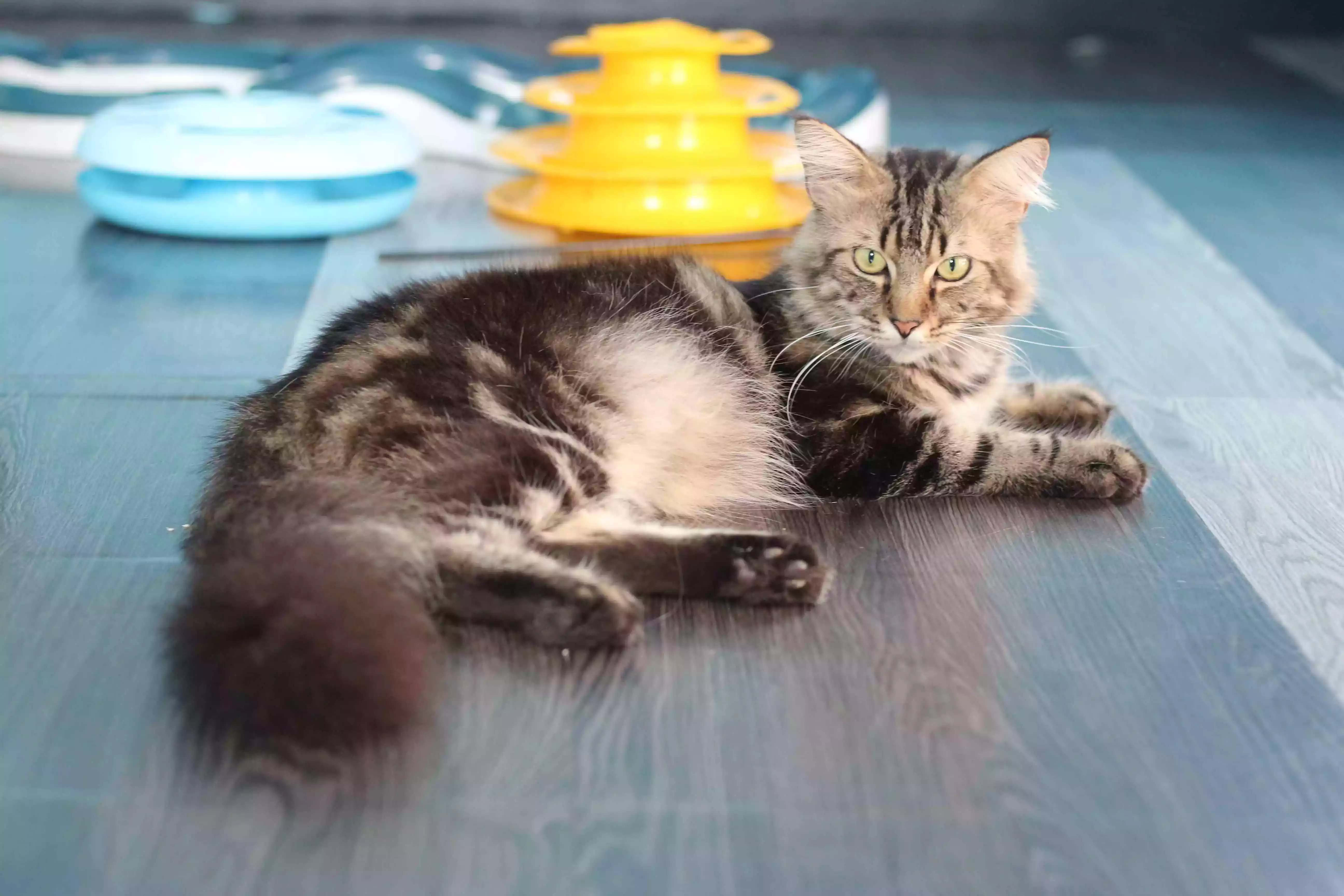 Kucing Maine Coon