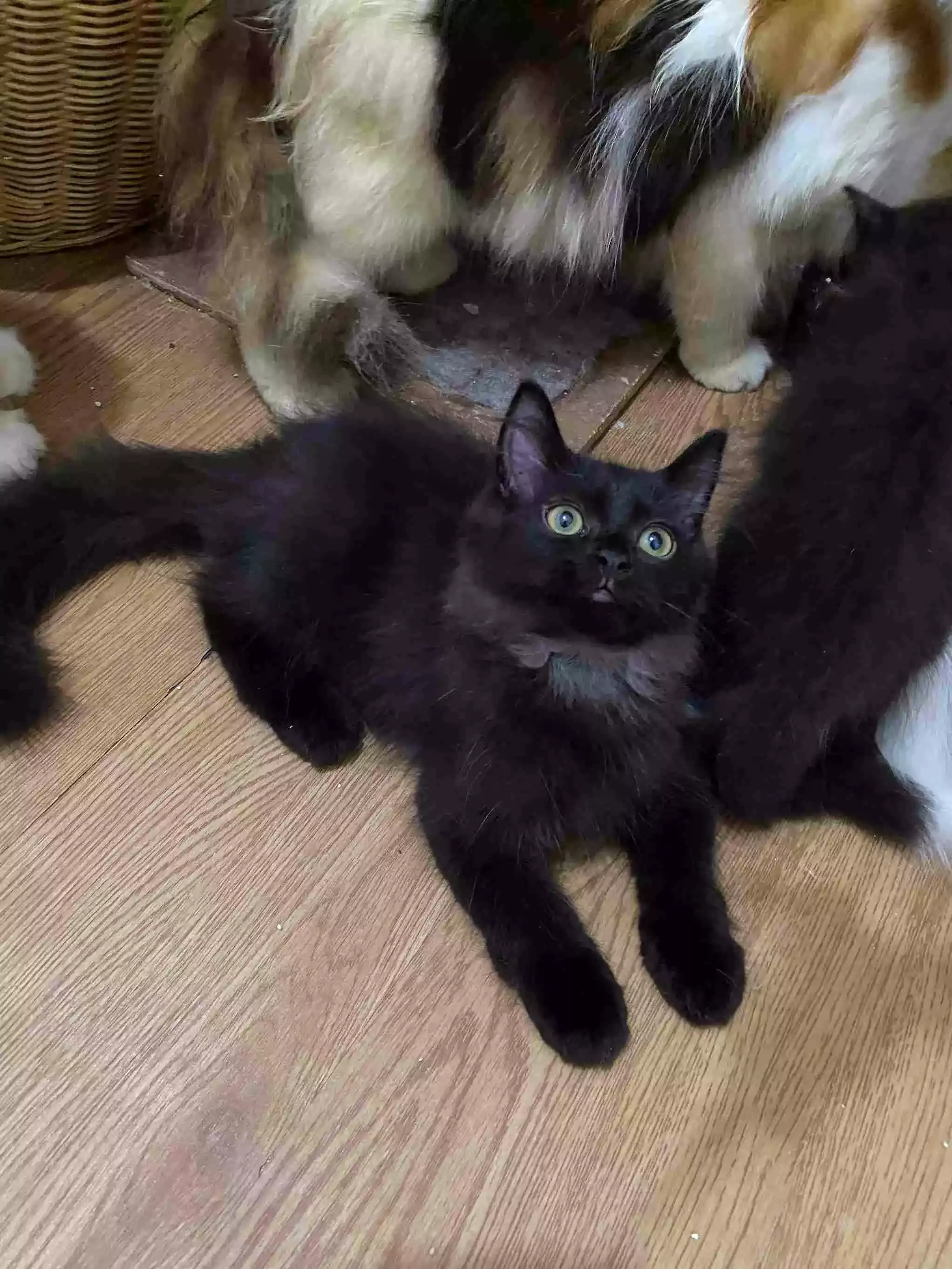Kucing Persia Hitam Smoke Gelap Bulu Lebat Aktif