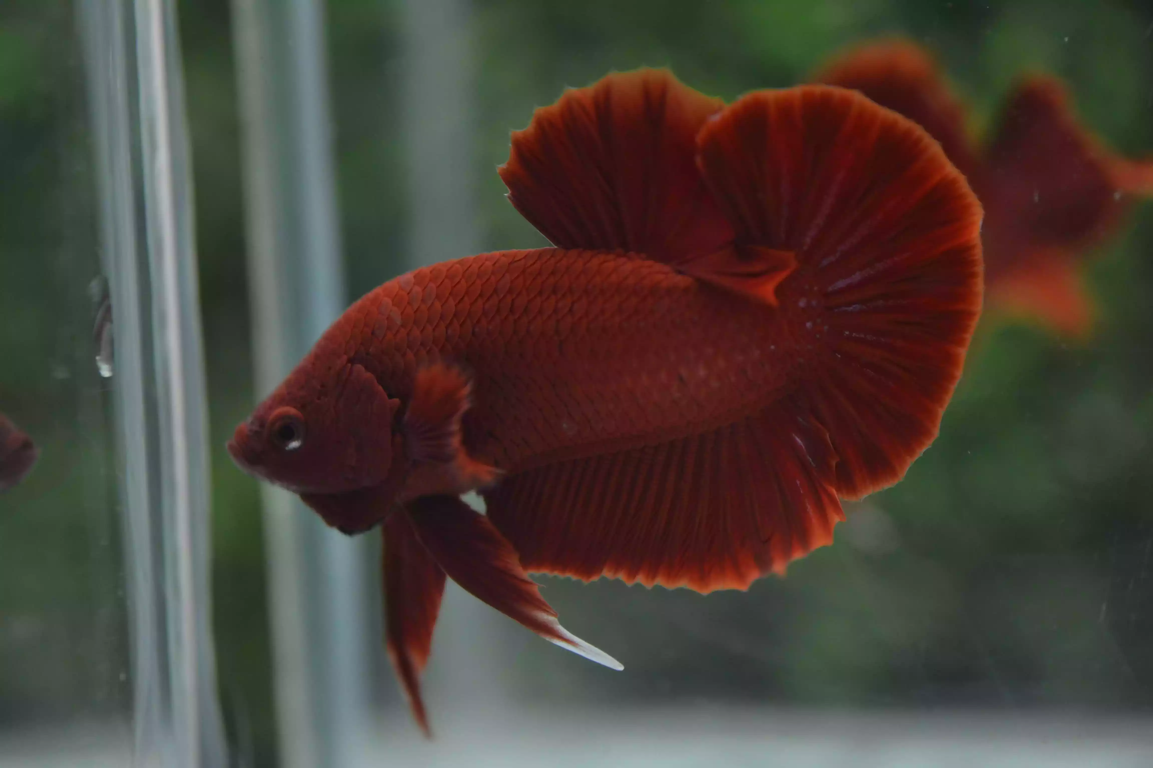 Ikan Cupang Plakat Super Red