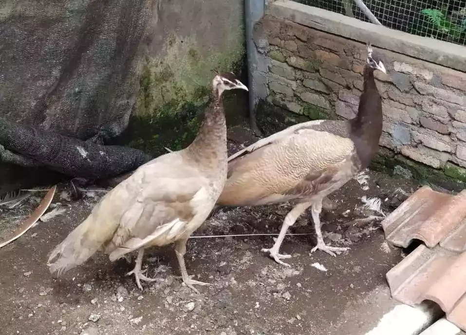 Burung Merak Cameo