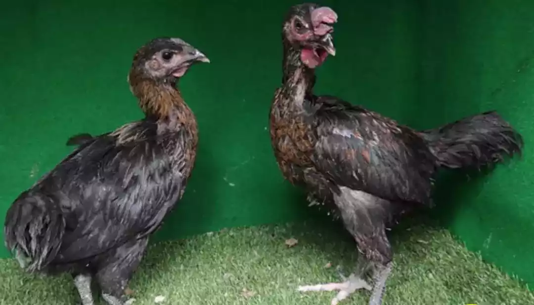 Ayam Pelung