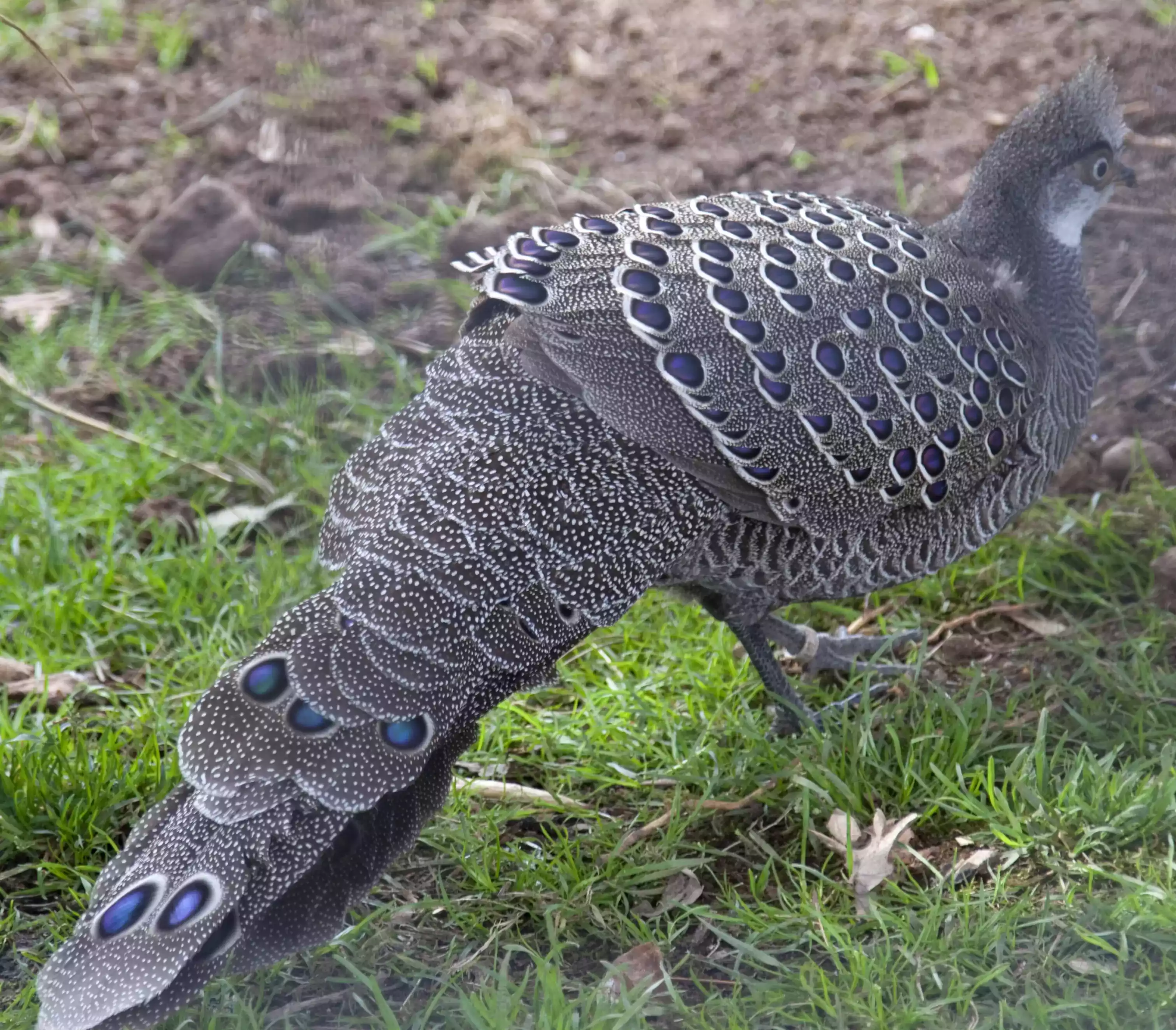 Ayam Grey Peacock Pheasant