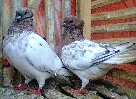 Burung Merpati Brongsong