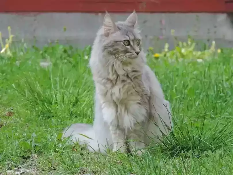 Kucing Angora