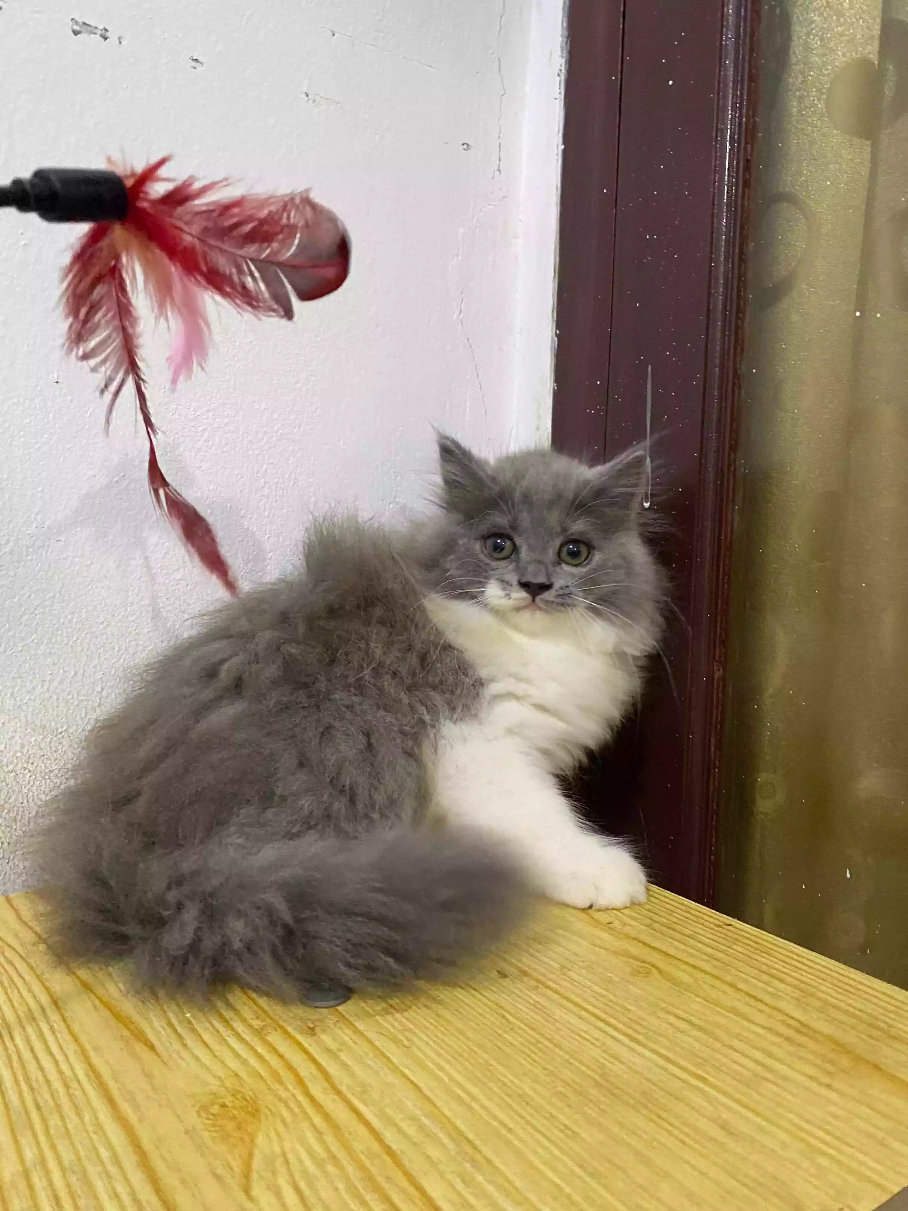 Kucing Persia Abu Abu Putih