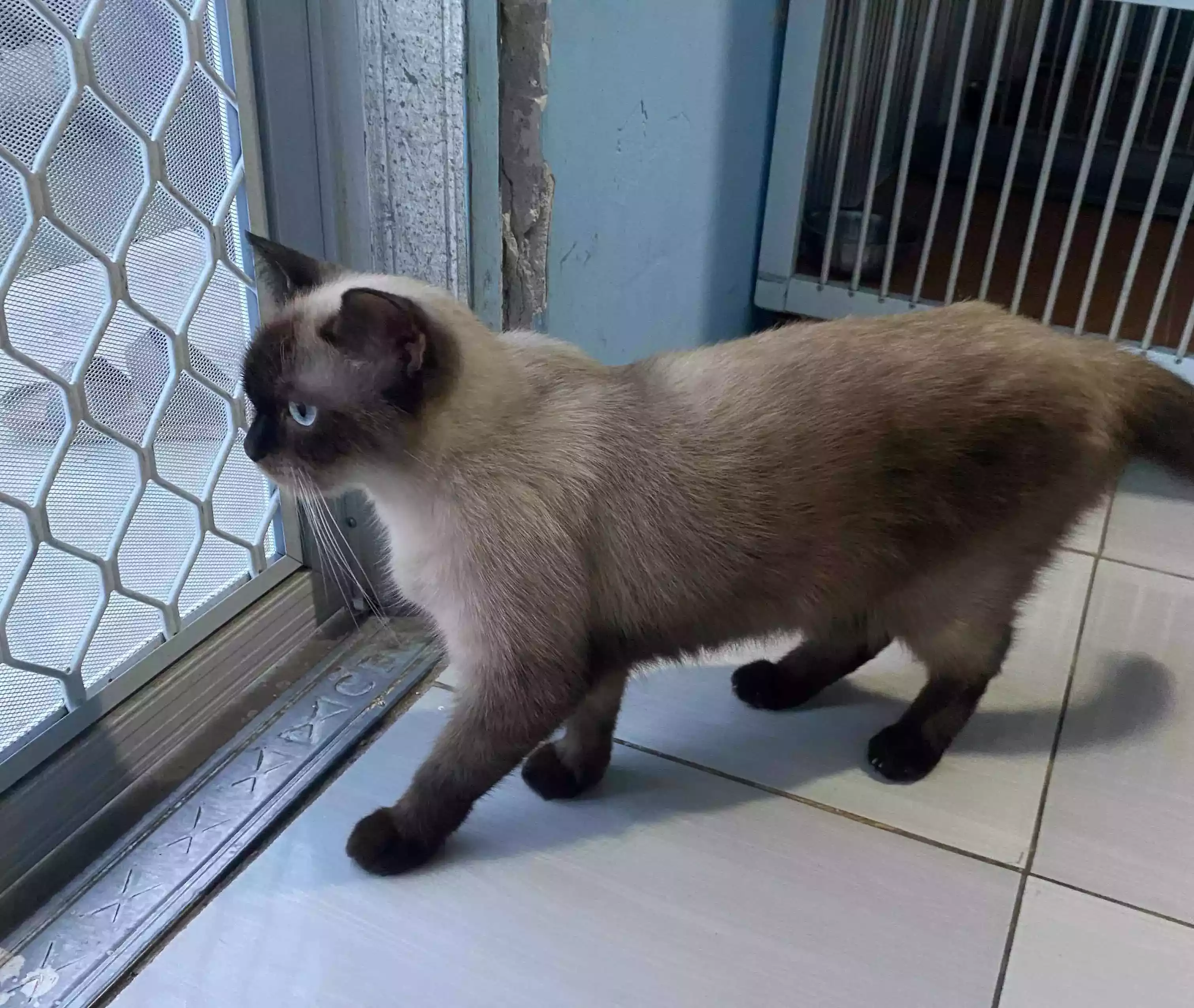 Kucing Siam