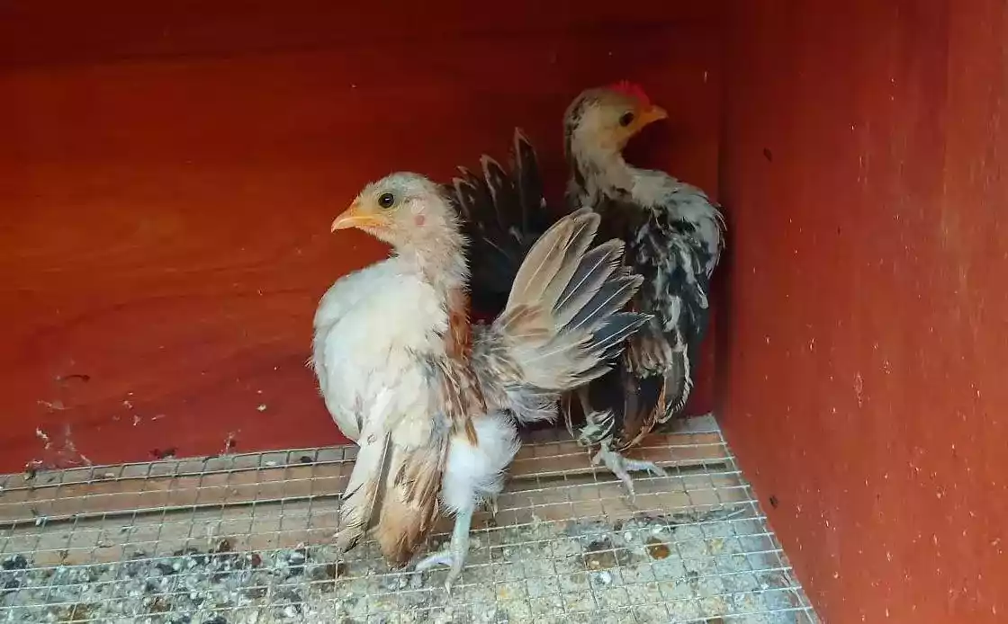Ayam Serama