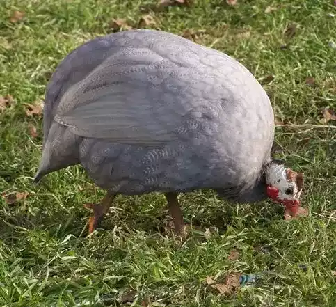 Ayam Blue Guinea Fowl