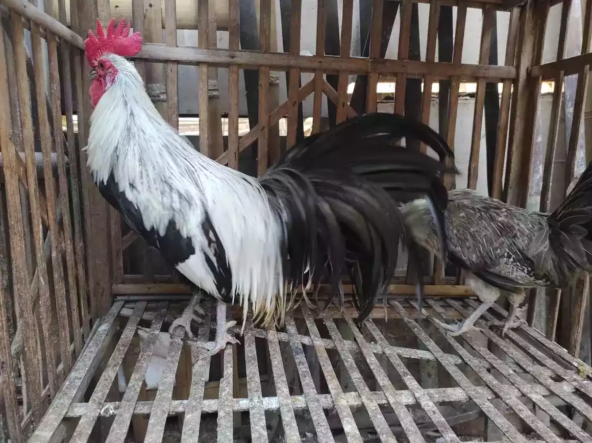 Ayam Phoenix