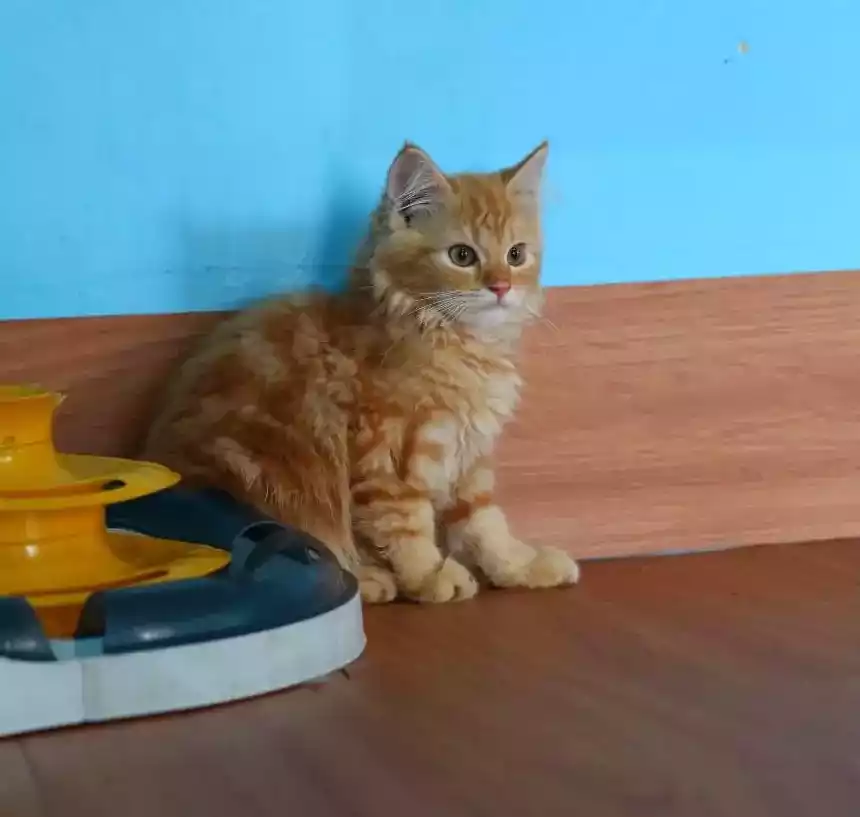 Kucing Persia Oren