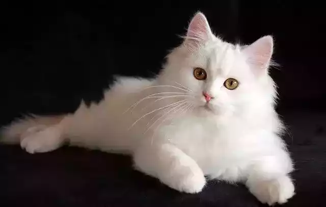 Kucing Persia Medium