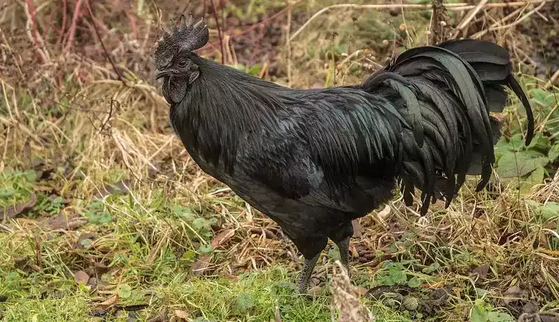 Ayam Cemani Hitam