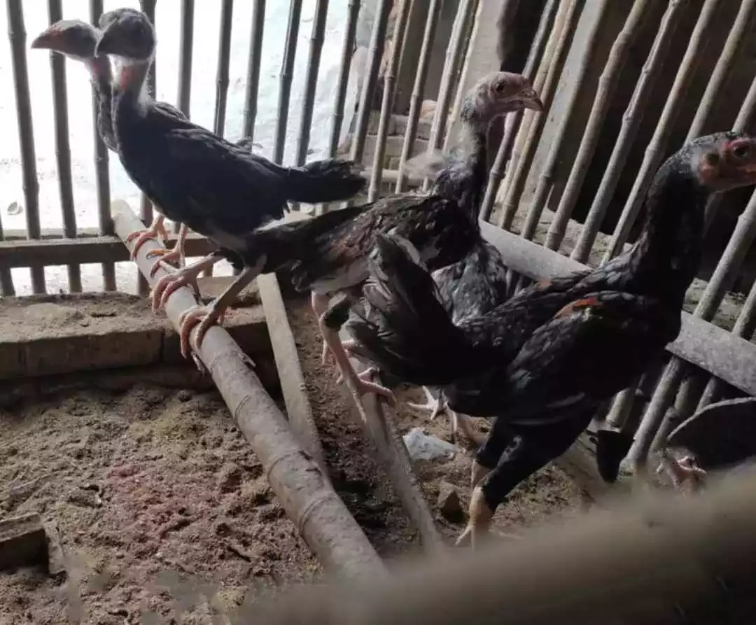 Ayam Bangkok