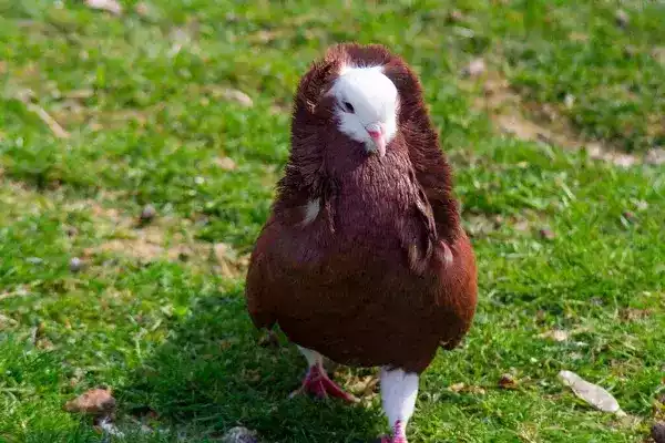Burung Merpati Capucin