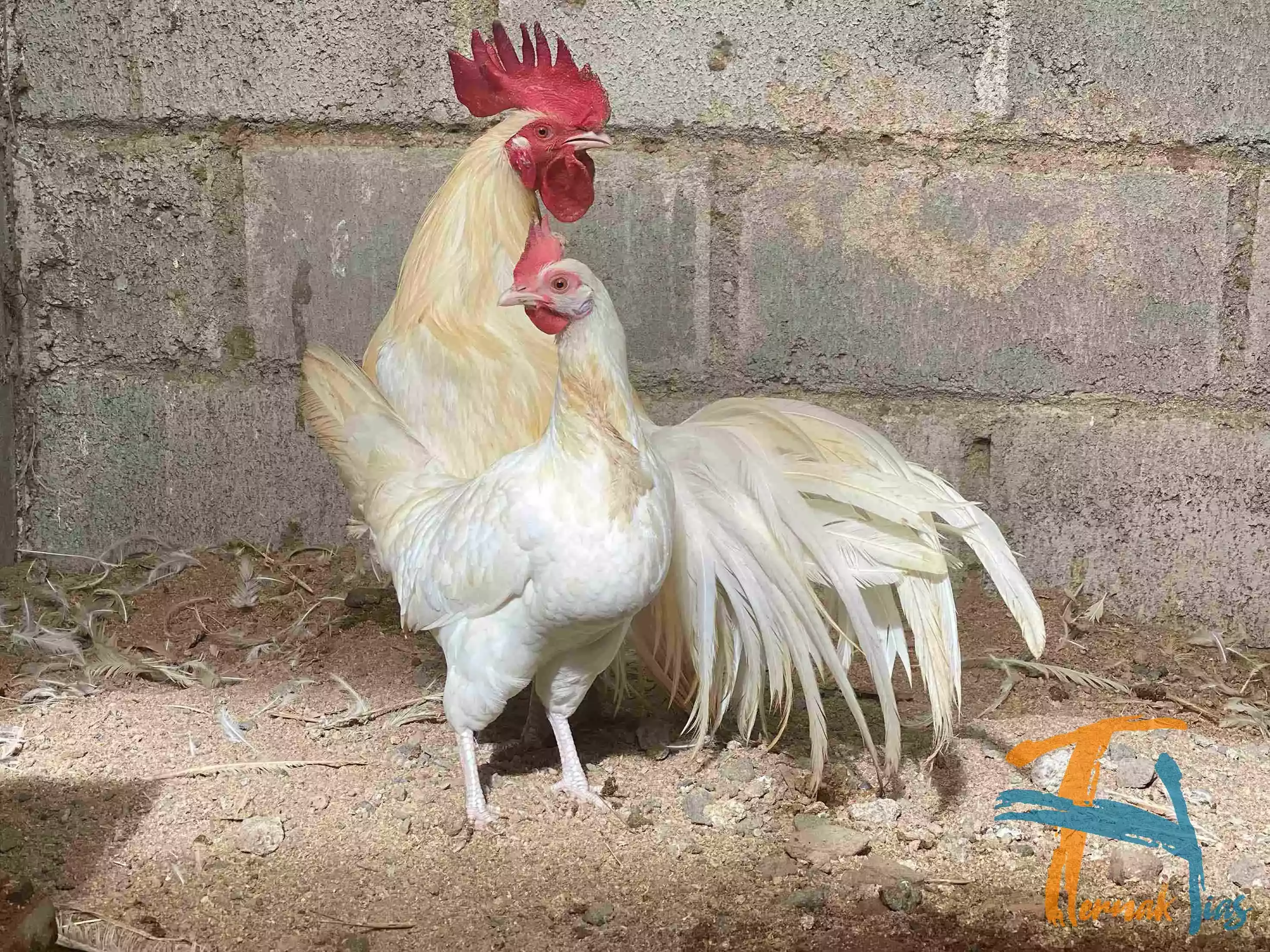Ayam Onagadori