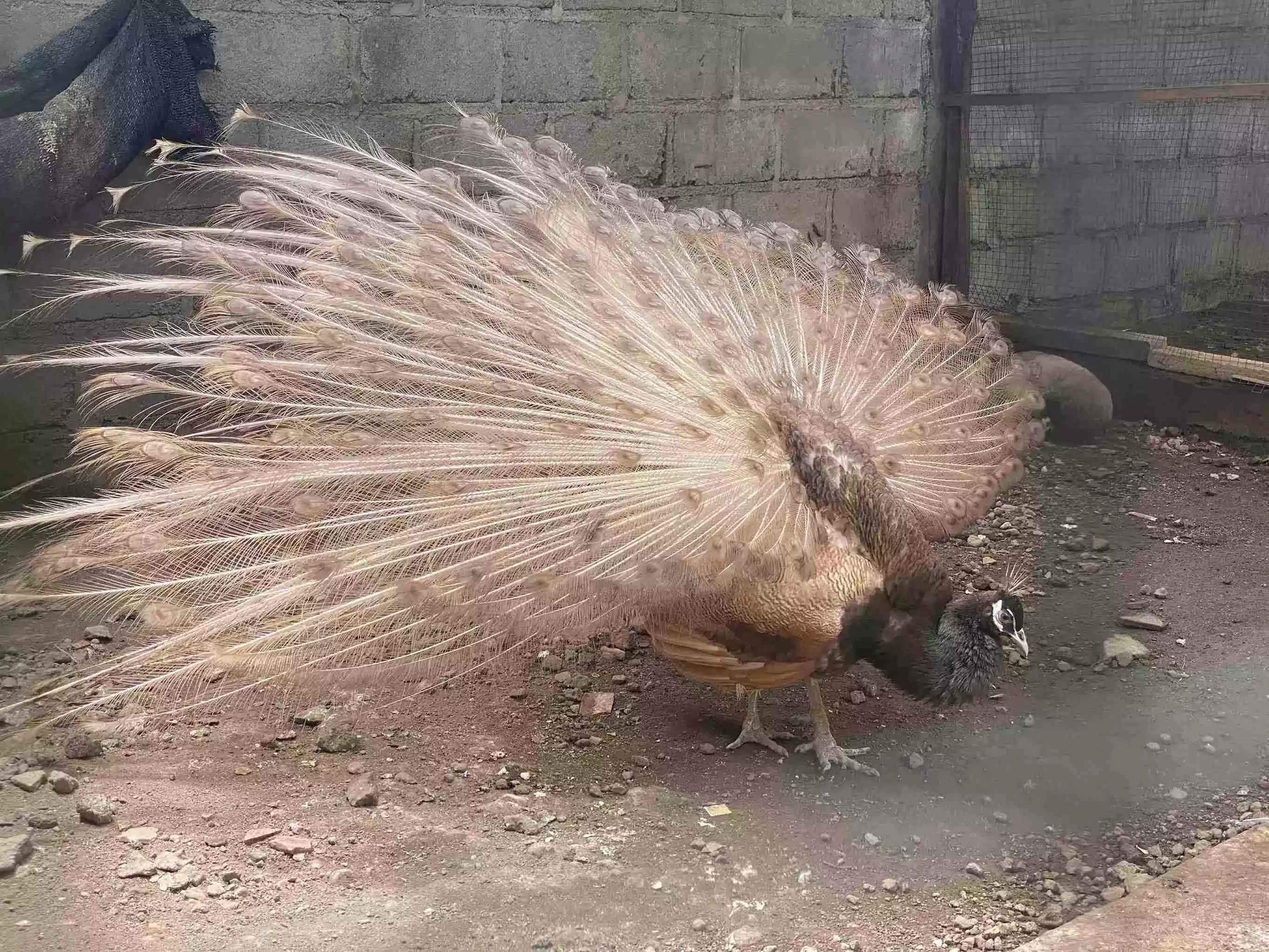 Burung Merak