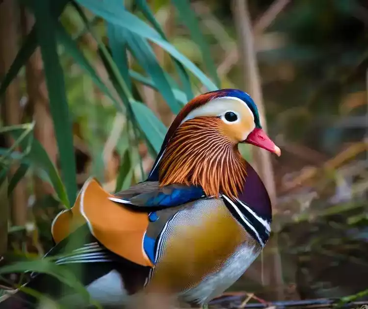 Bebek Mandarin
