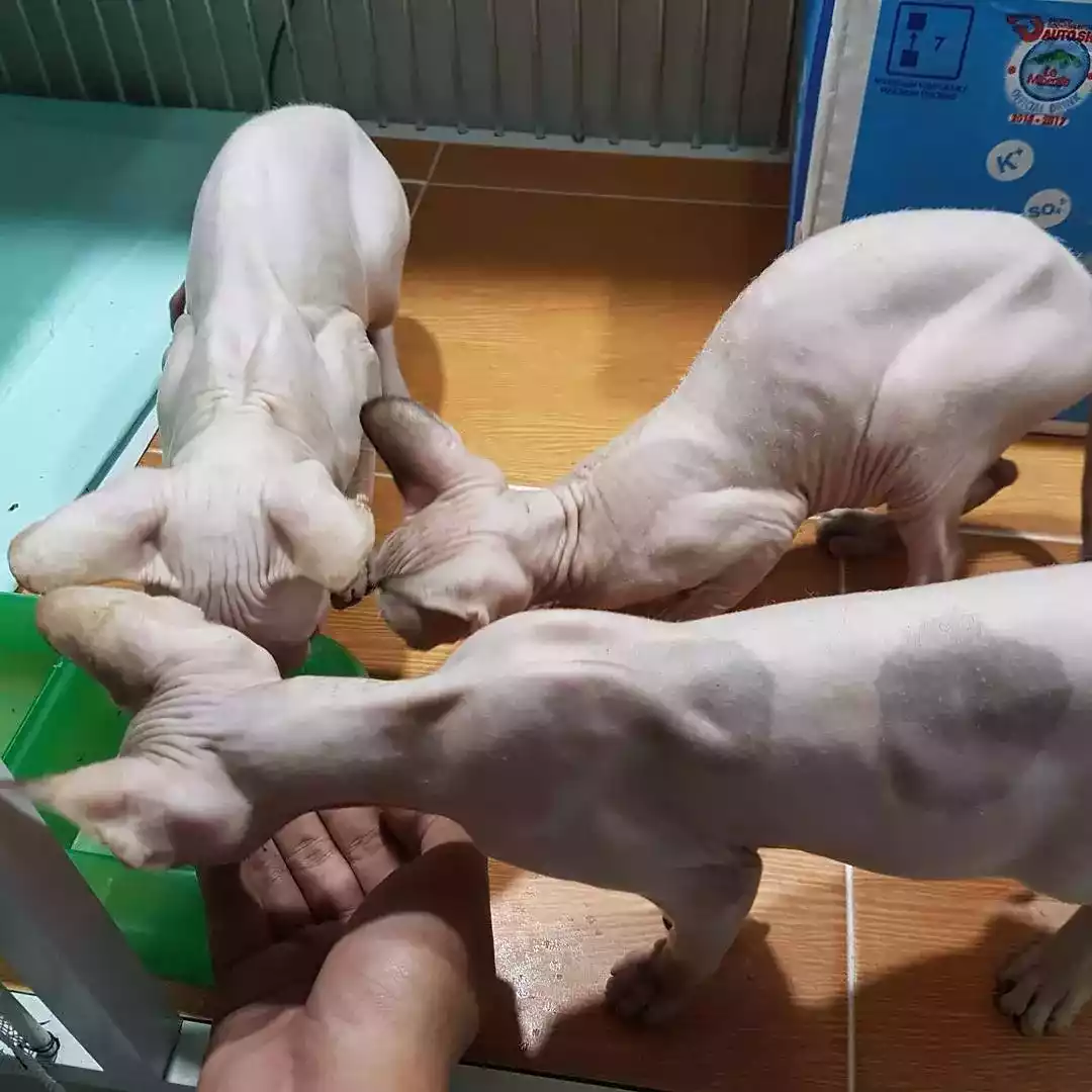Kucing Sphynx