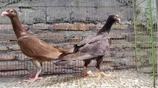 Burung Merpati English Carrier