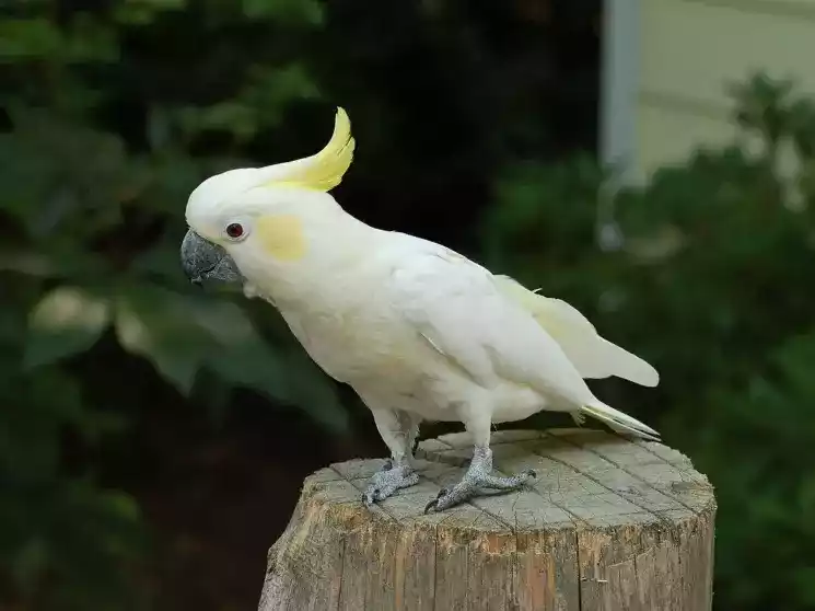 Burung Kakatua