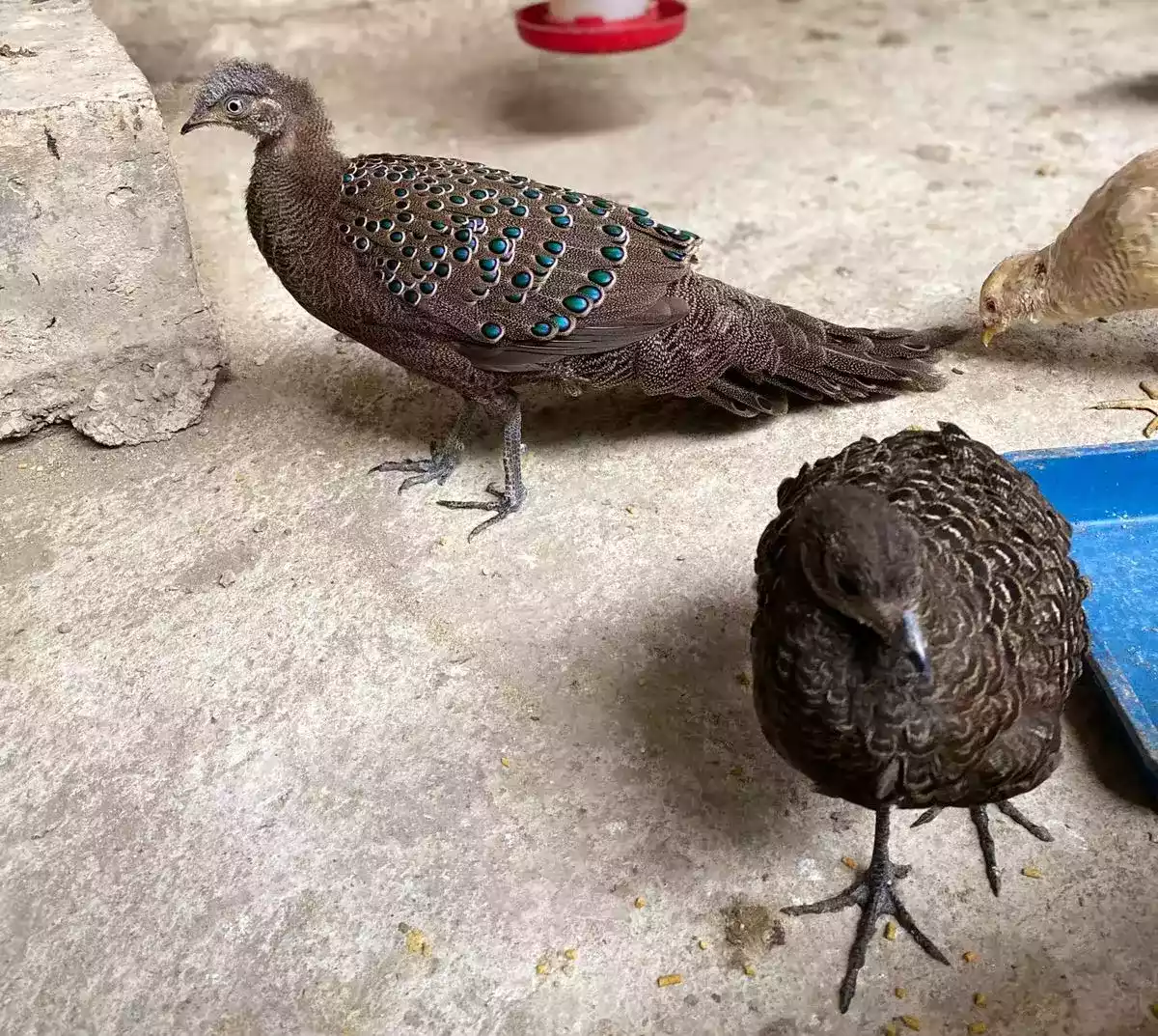Grey Peacock Pheasant
