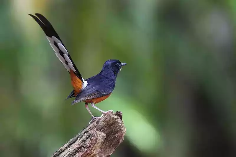 Burung Murai Batu