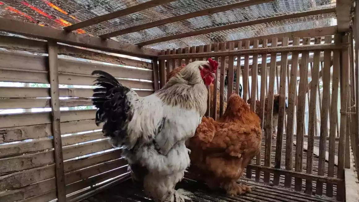 Ayam Brahma