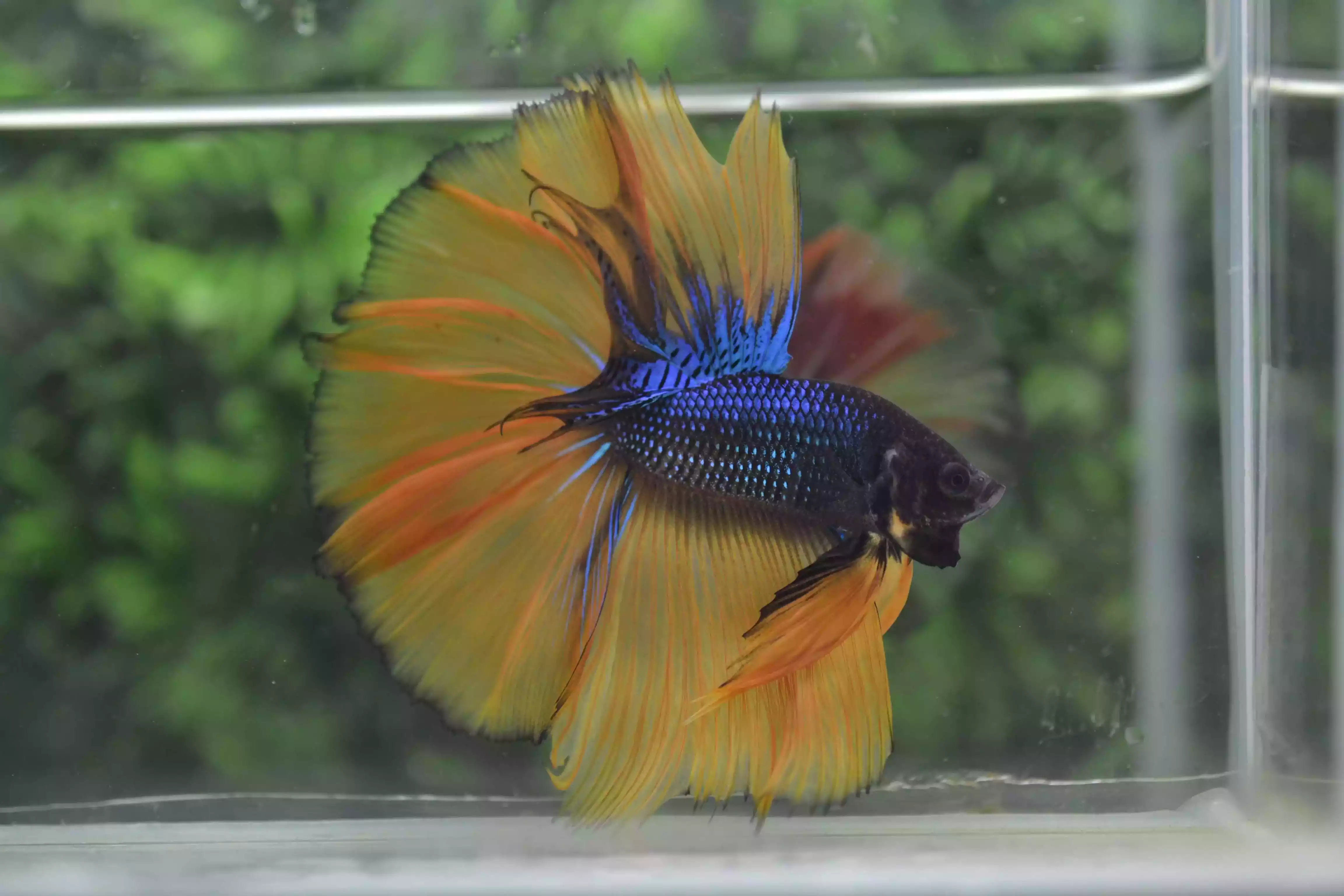 Ikan Cupang Rosetail MG Yellow Blue