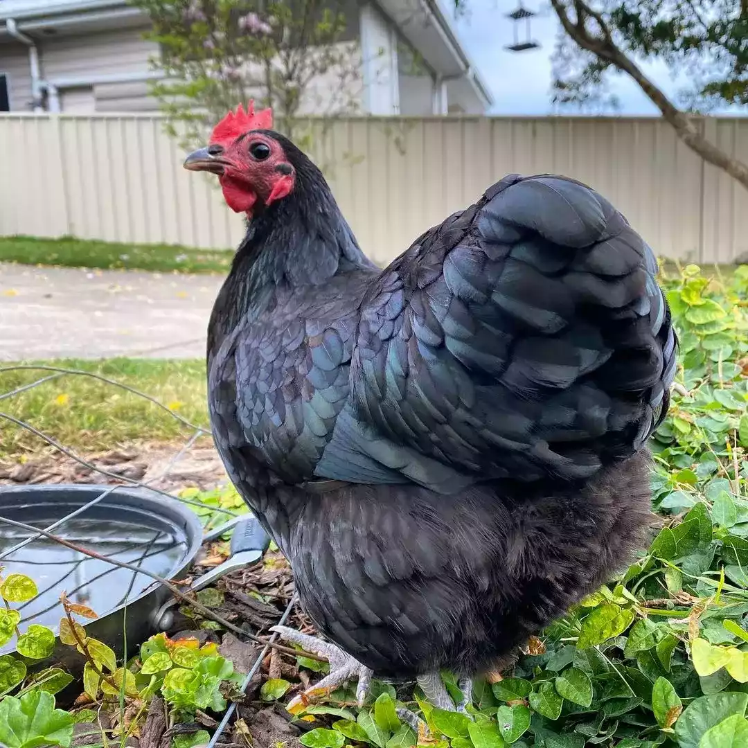 Ayam Australorp