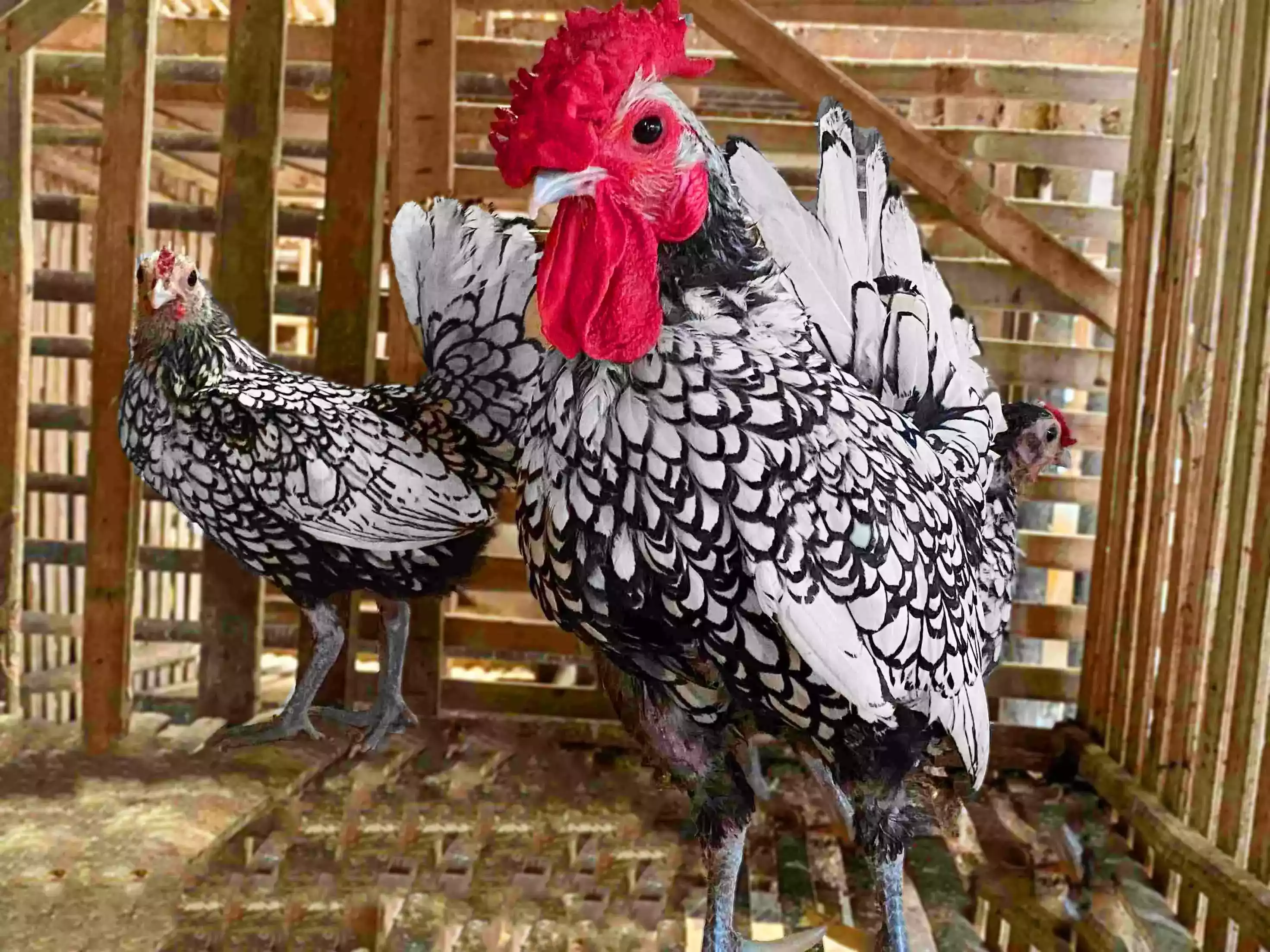 Ayam Sebright (Batik Kanada & Itali)