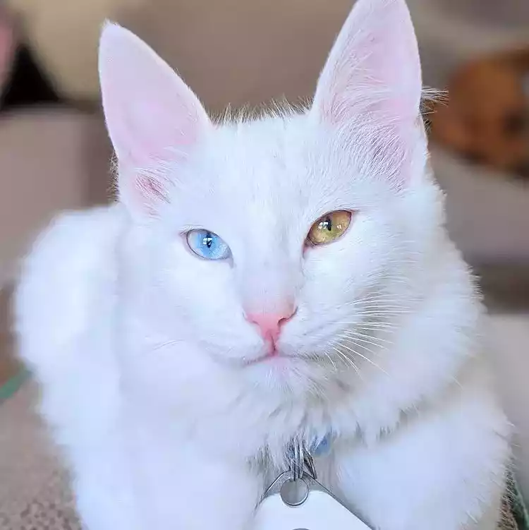 Kucing Angora