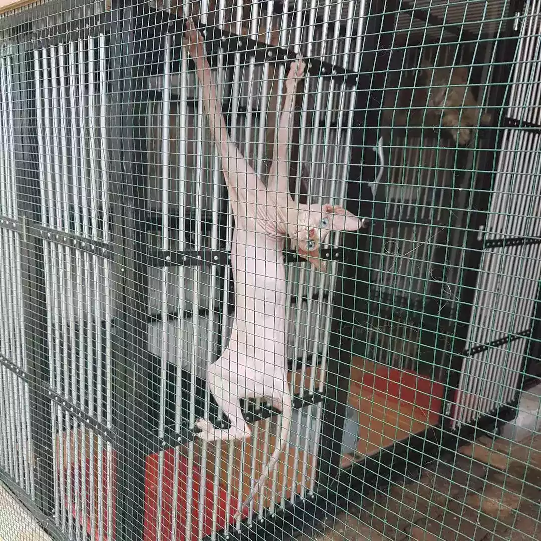 Kucing Sphynx