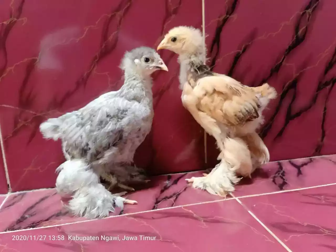 Ayam Brahma