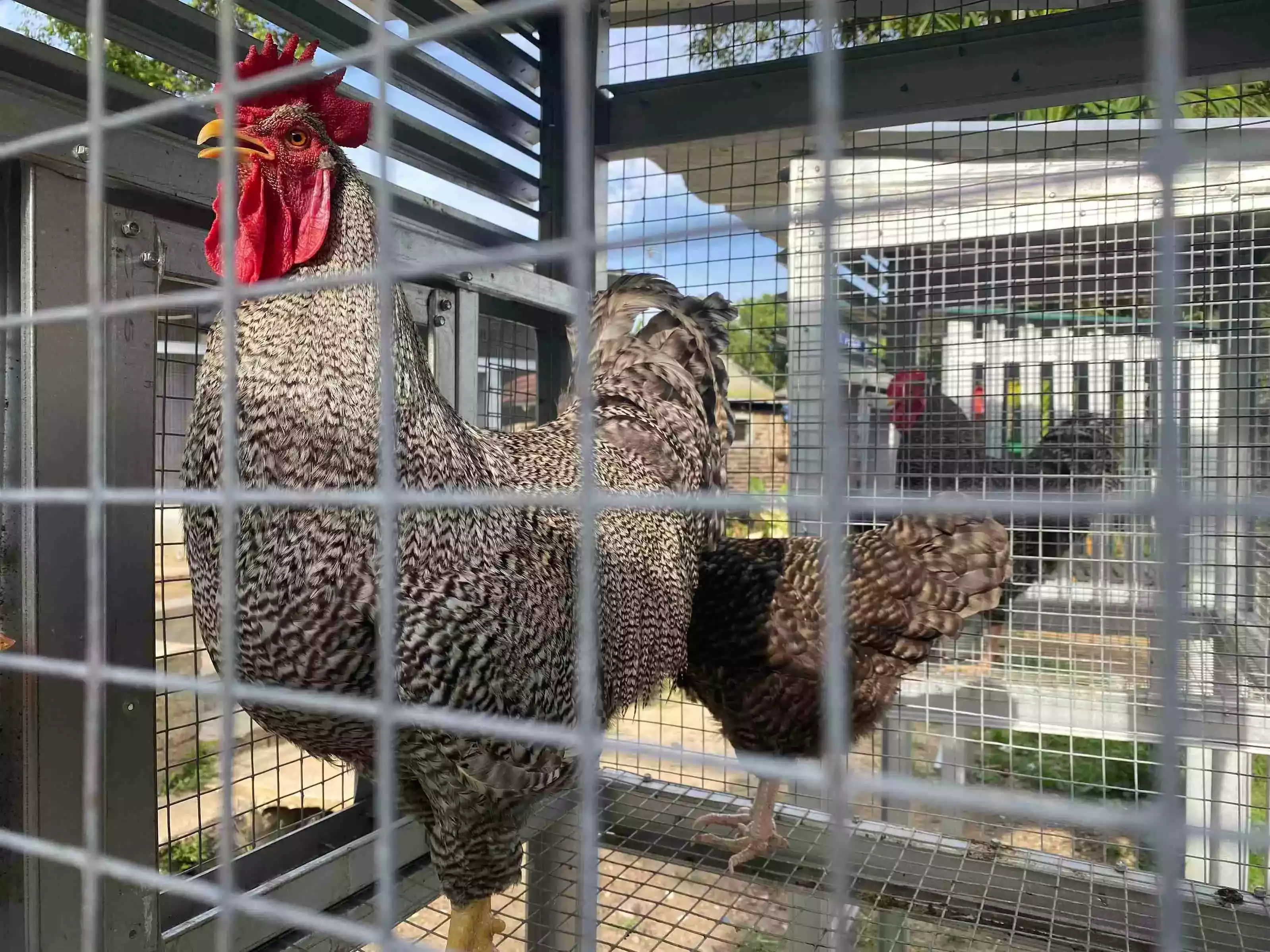 Ayam Plymouth Rock