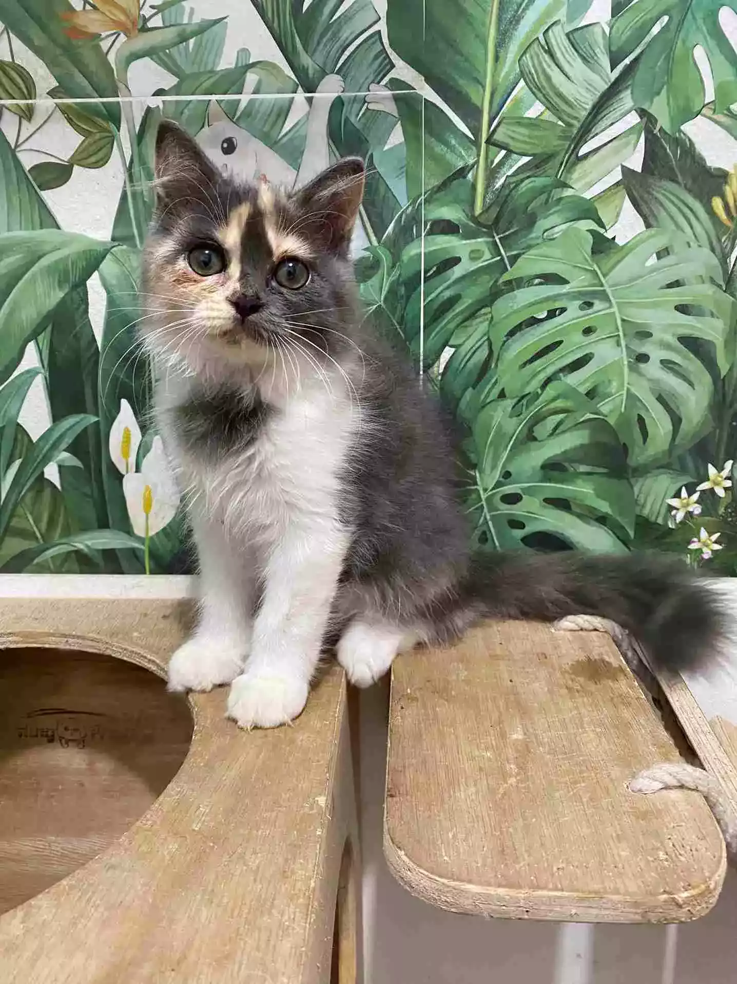 Kucing Persia Calico Bulu Lebat Aktif Lincah